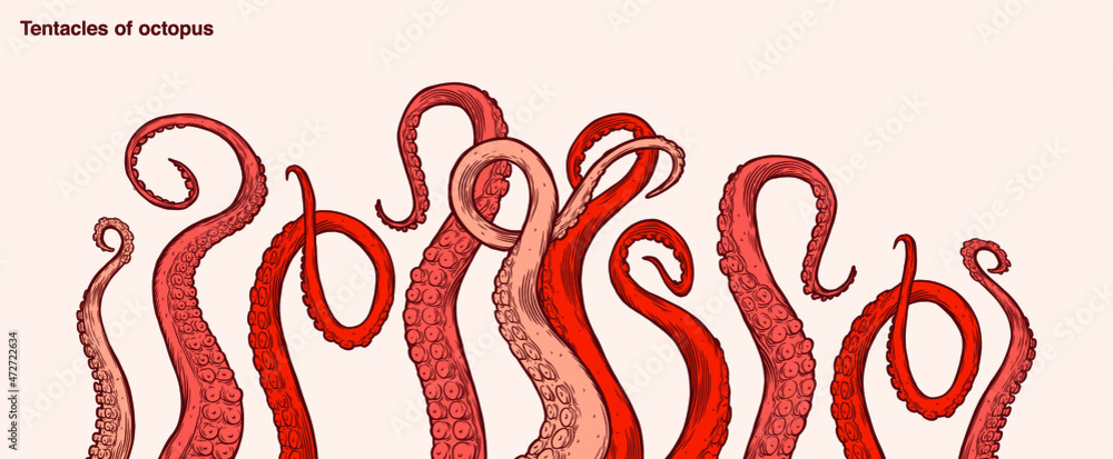 Red octopus tentacles reaching upwards, squidlike marine animal body