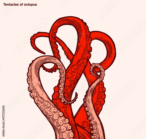 Red octopus tentacles reaching upwards, squid-like marine animal body parts protruding from out of frame, cut for food or frame design, cartoon sketch vector illustration. 