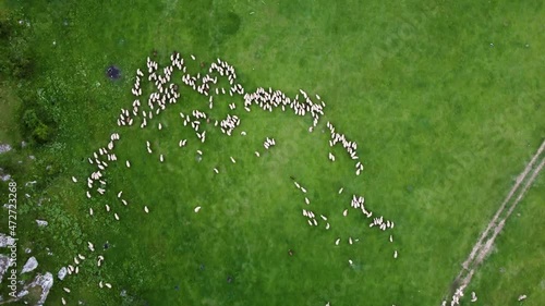 Aerial view on herd of sheep grazing meadow in Dobrogea Gorges, Romania photo