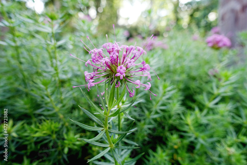 Langgrifflige Rosenwaldmeister (Phuopsis stylosa)