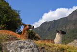 Lamas spending the day on Machu Picchu, Cusco, Perú