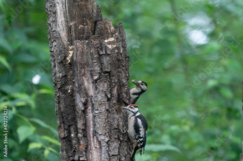 The Great Spotted Woodpecker (Dendrocopos major)