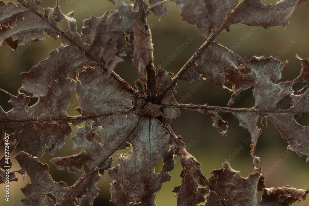 Foto withered plant alone, with dark background