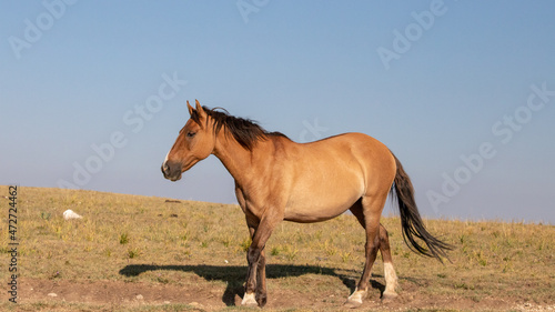 Pregnant buckskin colored Wild Horse mare on mountain ridge in the western United States