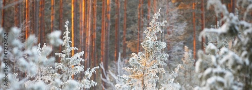 Snow-covered juniper in a frame of spruce trees at sunset, close-up. Coniferous forest after a blizzard. Sun rays glowing through the pine tree trunks. Winter wonderland. Finland; photo