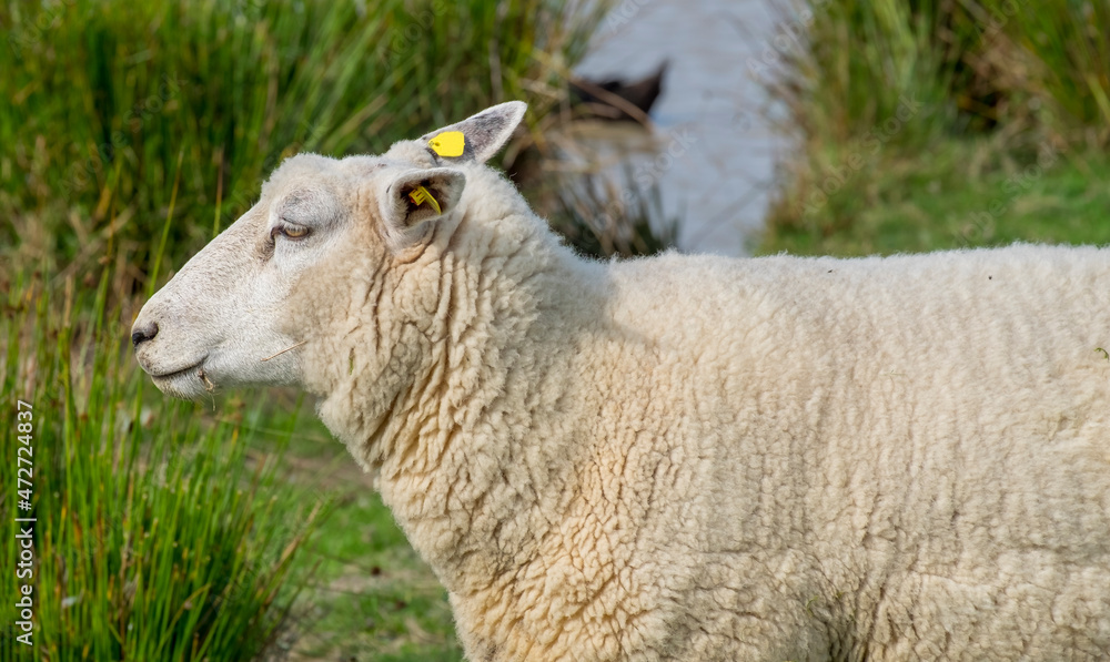 Schaf (Ovis) Schaf (Ovis)