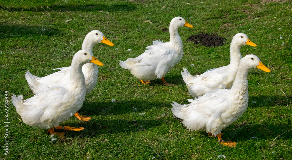 Pekingenten (Anas platyrhynchos domestica) Pekingenten (Anas platyrhynchos domestica)