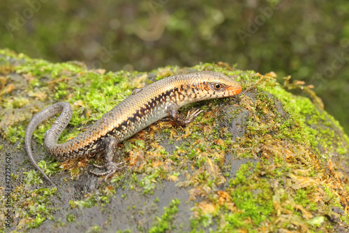 A young sun skink is looking for prey on a moss-covered ground. This reptile has the scientific name Mabouya multifasciata.