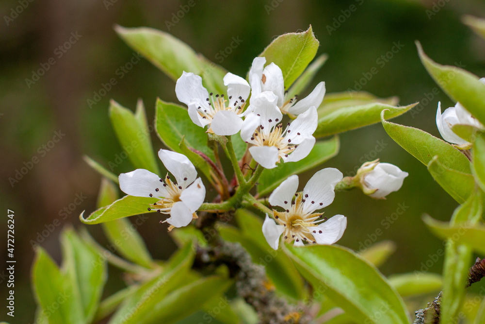 A small cluster of white Pyrus spinosa, Almond-leaved Pear flowers A small cluster of white Pyrus spinosa, Almond-leaved Pear flowers