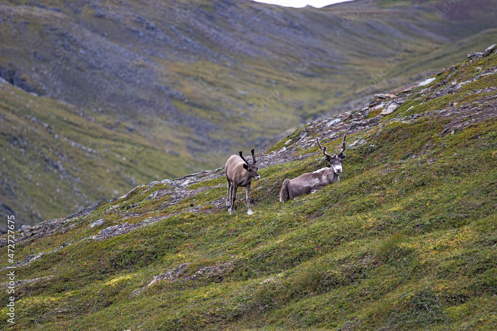reindeers in Norway in the mountains