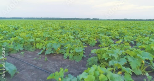 Drip irrigation. Modern irrigation of agricultural fields. Automatic drip irrigation system on the field. photo