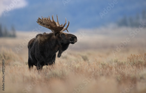 Fototapeta Naklejka Na Ścianę i Meble -  A moose in Grand Teton National Park 