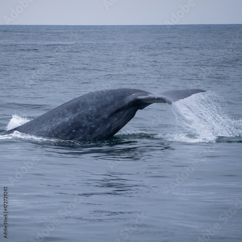 breaching blue whale