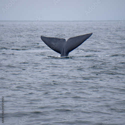 waving blue whale tail