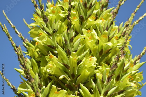 Puya alpestris verde