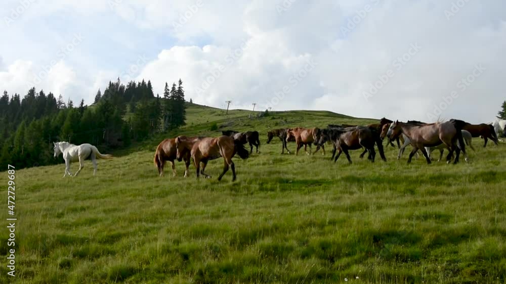 Horses roaming the slopes of Rodnei mountains national park in Romania Horses roaming the slopes of Rodnei mountains national park in Romania