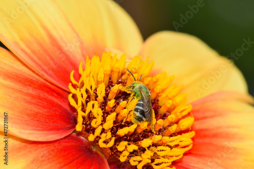 Nestled Bee in Dahlia