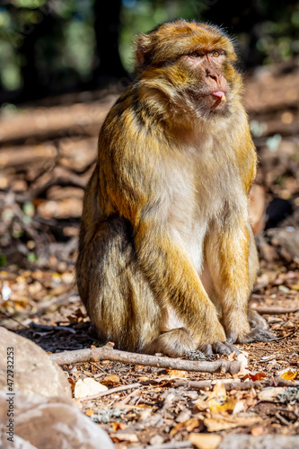 Macaque Apes Living In The Cedar Woods Near Azrou, Morocco, Africa © Grindstone Media Grp