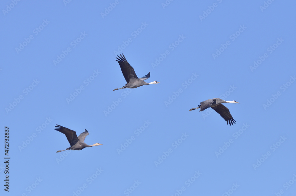 飛翔するナベヅルの家族（鹿児島県・出水市）
