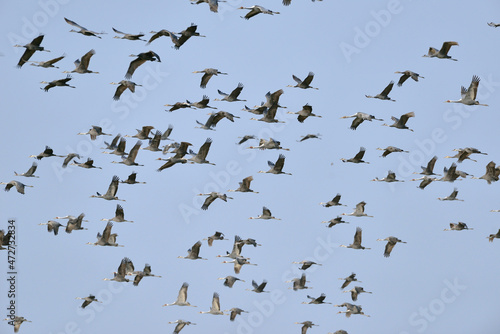 青空を飛ぶツルの大群（鹿児島県・出水市）
