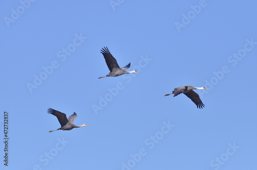 飛翔するナベヅルの家族（鹿児島県・出水市） 