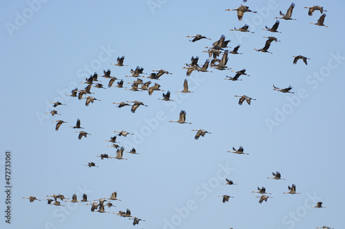 青空を飛ぶツルの大群（鹿児島県・出水市）  © 愛 高行