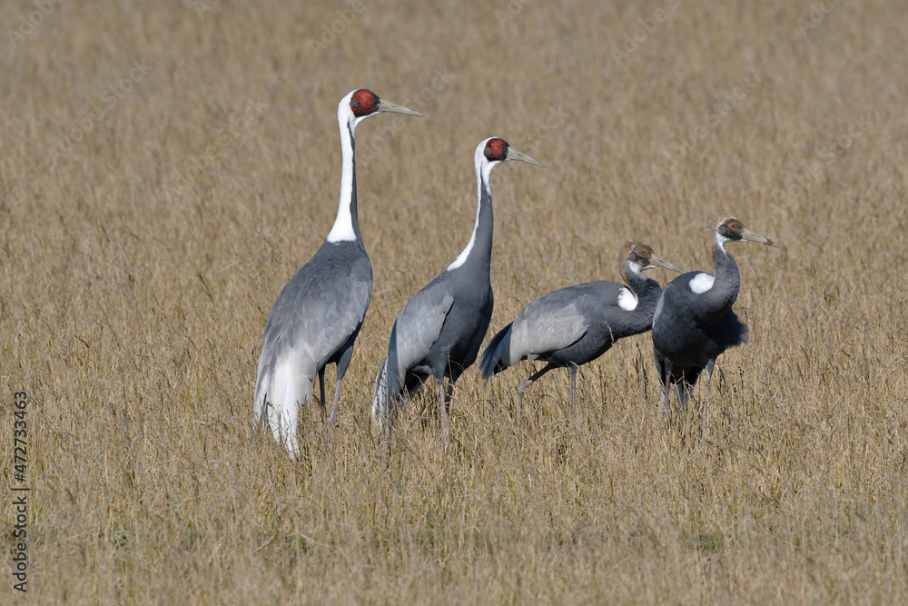 Fototapeta premium マナヅルの家族（鹿児島県・出水市） 