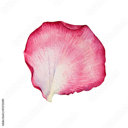 Watercolor pink and white rose petal isolated on white background. Hand-drawn botanical flower for Valentine's day or 8 March. Hello spring. Happy women's day. Clip art for wedding celebration invite