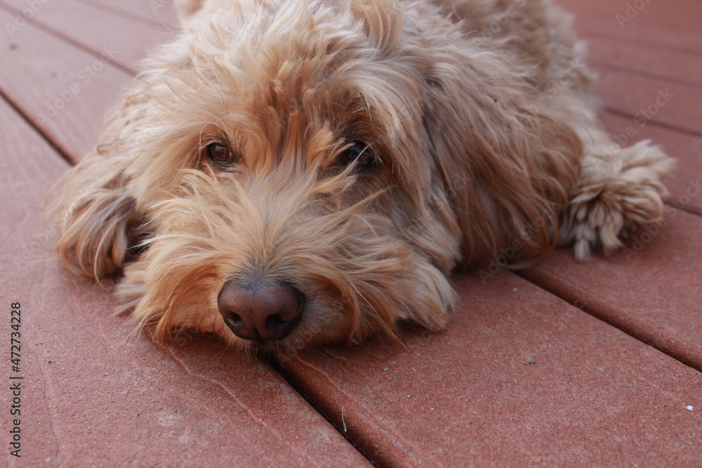 dog on the porch dog on the porch