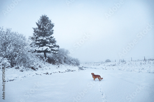 Golden retriever dog on a winter walk