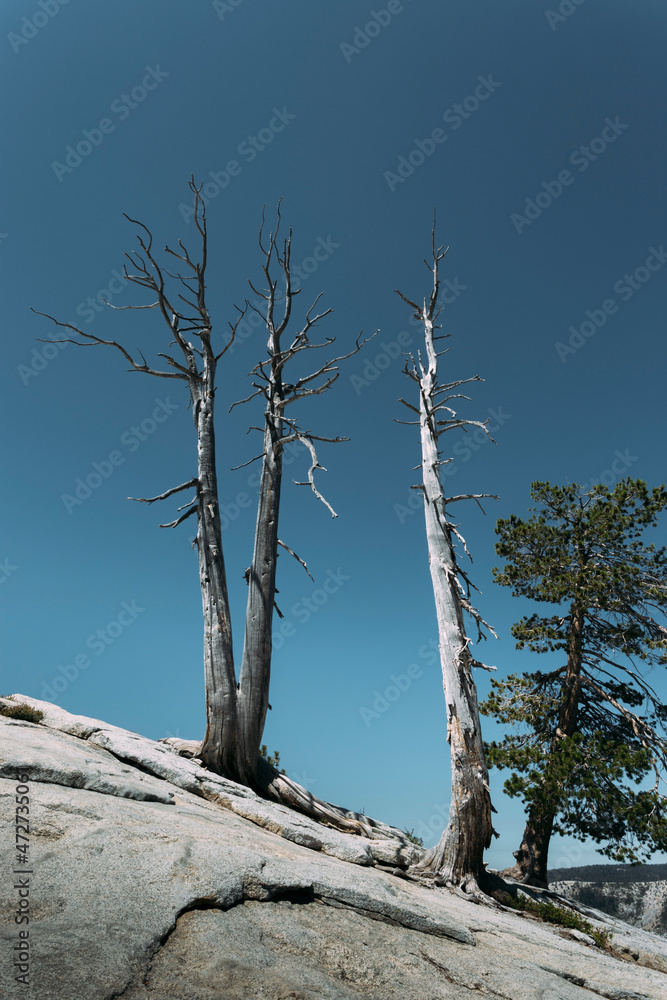 Obraz premium tree in the mountains