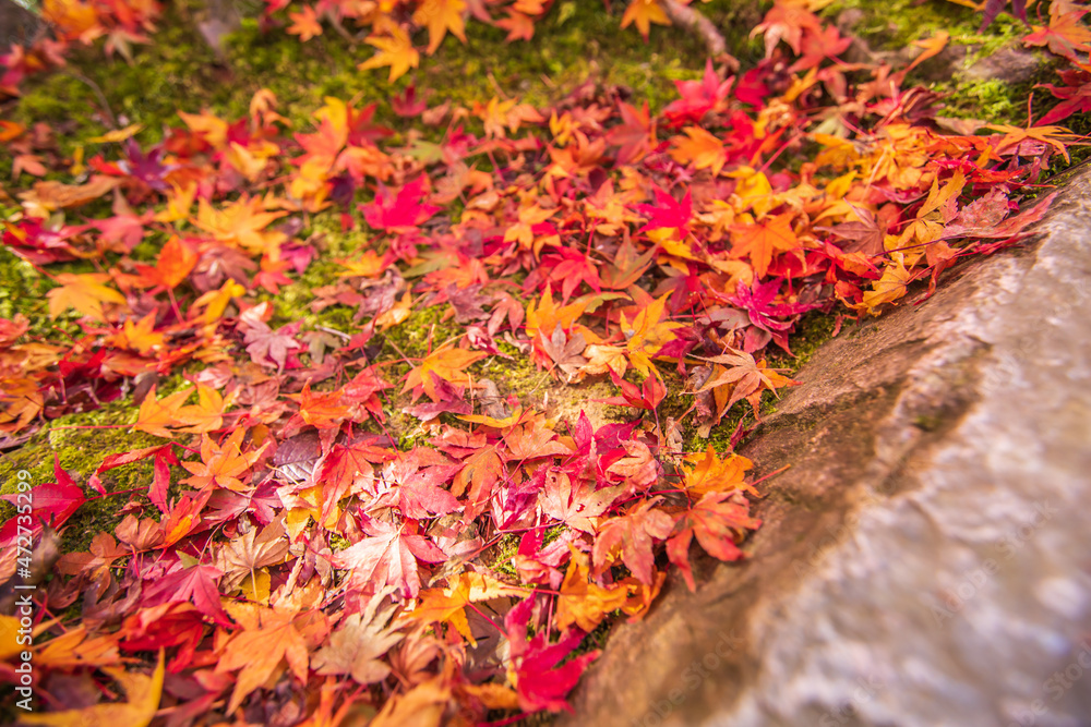 京都 常寂光寺の紅葉 京都 常寂光寺の紅葉