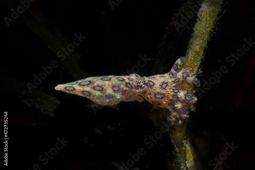 A blue-ringed octopus or Hapalochlaena lunulata photo