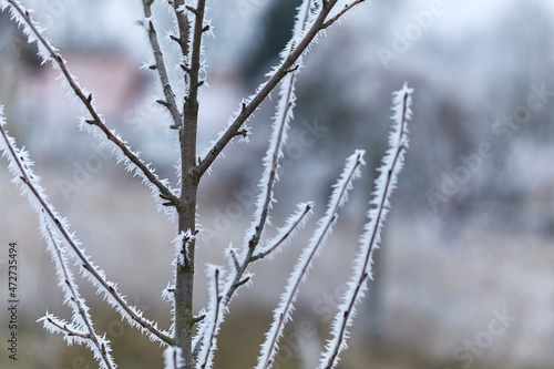 Icy Frosted Branches