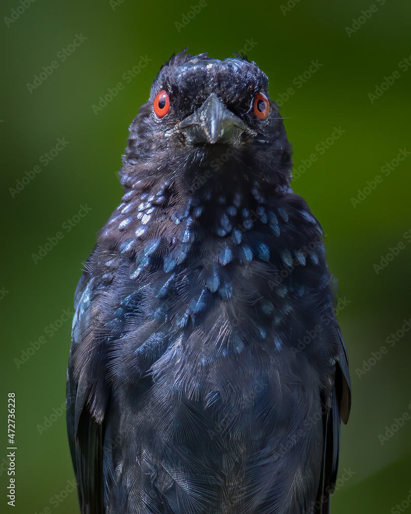 Nature wildlife image of Bronze Drongo bird (Dicrurus aeneus) perching on tree branch Nature wildlife image of Bronze Drongo bird (Dicrurus aeneus) perching on tree branch