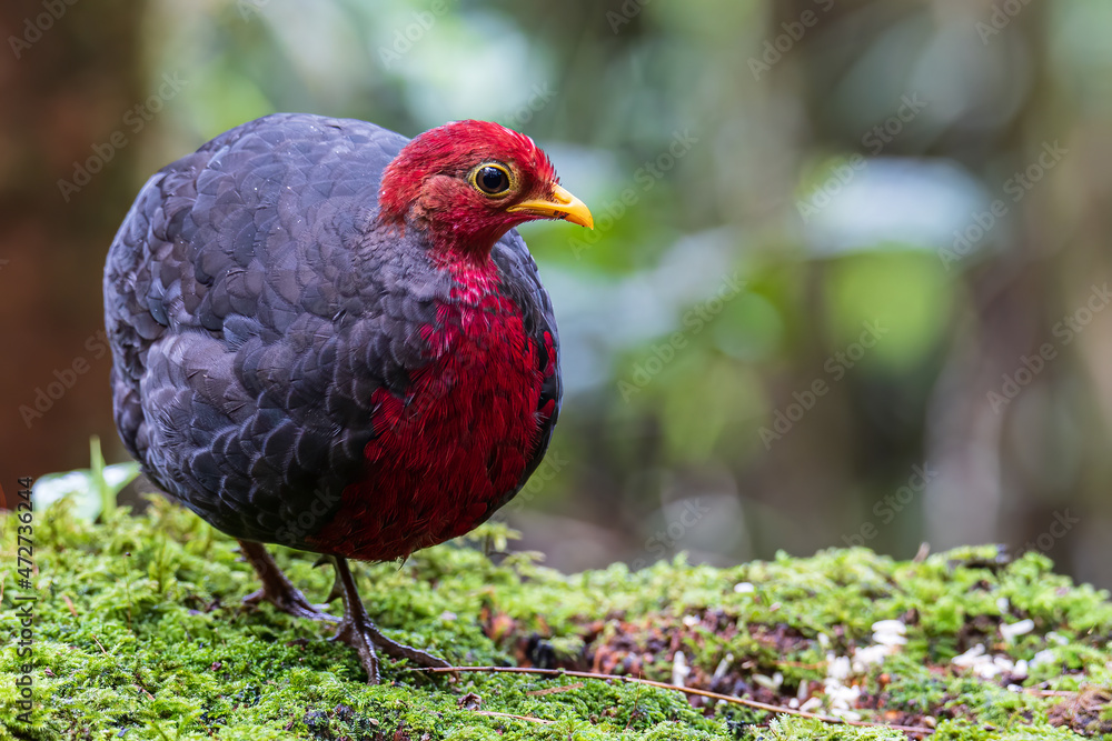 Nature wildlife bird of crimson-headed partridge on deep jungle rainforest, It is endemic to the island of Borneo Nature wildlife bird of crimson-headed partridge on deep jungle rainforest, It is endemic to the island of Borneo