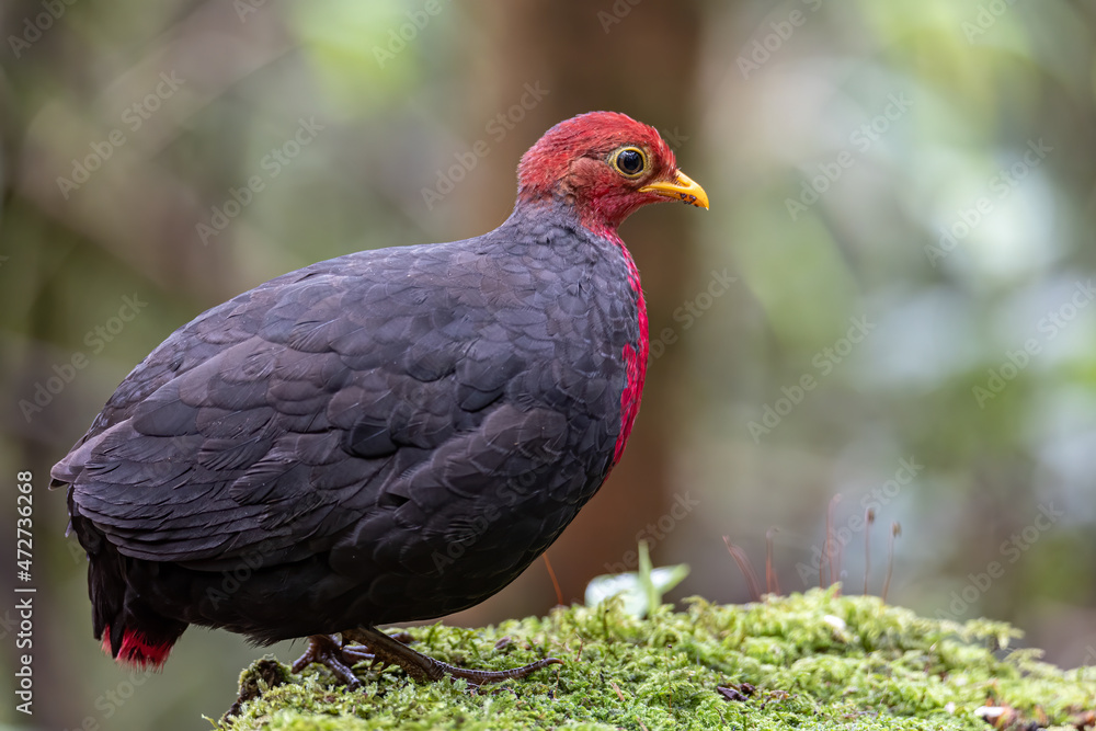 Nature wildlife bird of crimson-headed partridge on deep jungle rainforest, It is endemic to the island of Borneo Nature wildlife bird of crimson-headed partridge on deep jungle rainforest, It is endemic to the island of Borneo