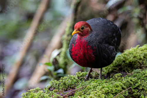 Nature wildlife bird of crimson-headed partridge on deep jungle rainforest, It is endemic to the island of Borneo © alenthien