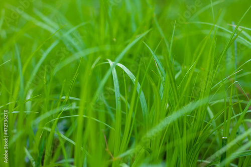 background with green grass. juicy and fresh grass in the meadow. green pattern.