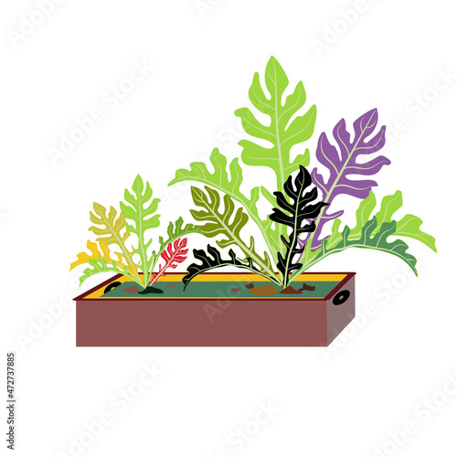 vegetable garden pictures Lettuce grows in a brown box, colorful leaves, colorful lettuce, small sprouts are growing.