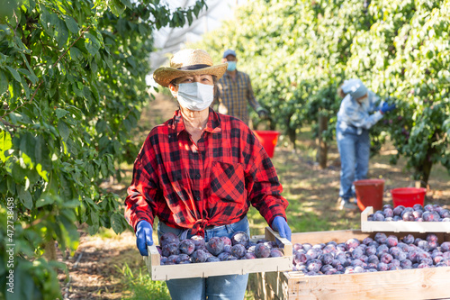 Portrait of elderly woman farm worker in mask standing with crate full of ripe recently harvested plums