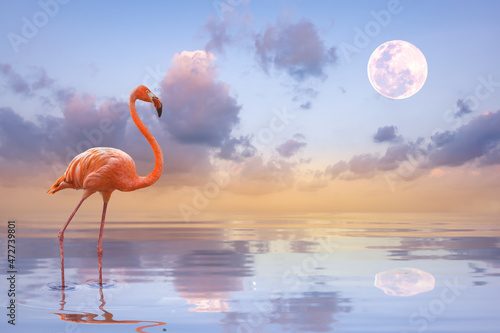 A flamingo walking on the lake in sunlight and sunset background and The light of sun reflection on lake.