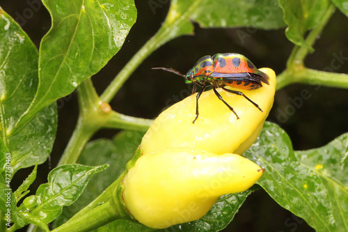 Harlequin bug or cotton harlequin bug is foraging on a bush. This insect has the scientific name Tectocoris diophthalmus. photo