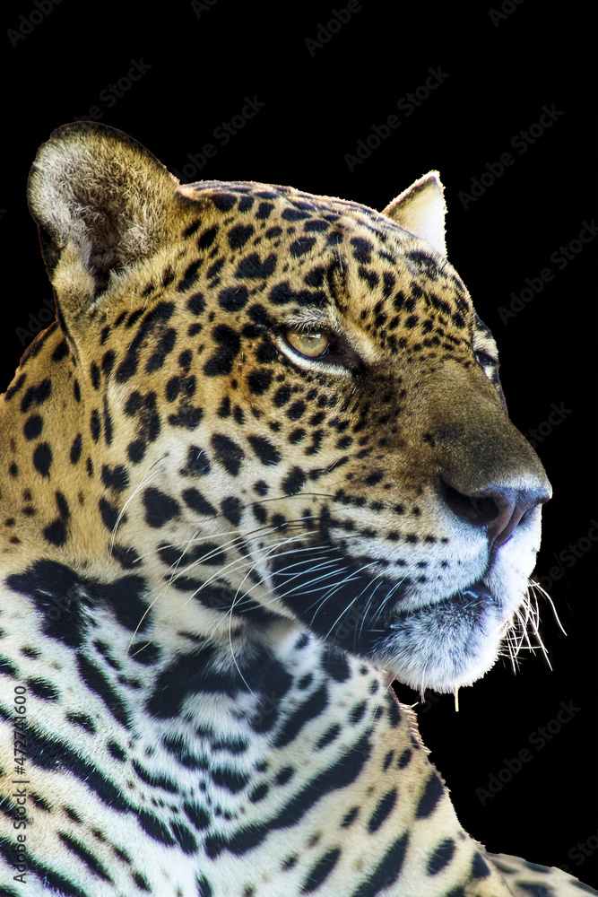 Naklejka premium Brazilian onca (Panthera onca) with black background in Brazil