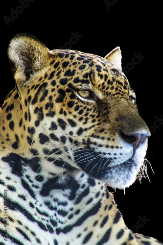 Brazilian onca  Panthera onca  with black background in Brazil