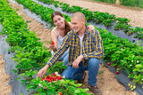 Husband and wife demonstrate the harvest of ripe strawberries in the field