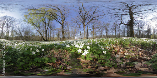 Wood Anemone (2) photo