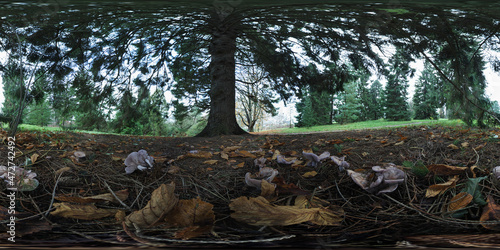 The Wood Blewit - Lepista Nuda in Mindeparken