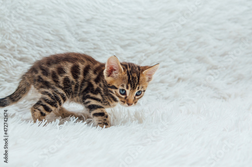 Cute bengal one month old kitten on the white fury blanket close-up. © Smile