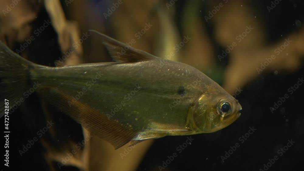 Close-up of a Serrasalmus elongatus (Pike Piranha) Close-up of a Serrasalmus elongatus (Pike Piranha)